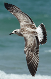 Larus armenicus